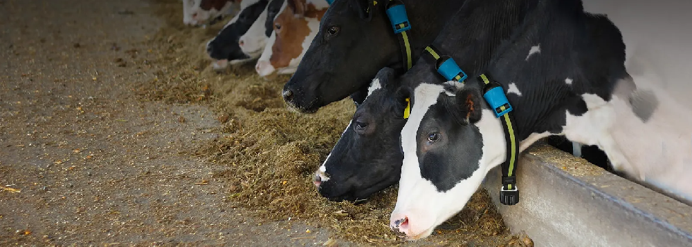 Enhancing Livestock Monitoring with Lithium Polymer Batteries